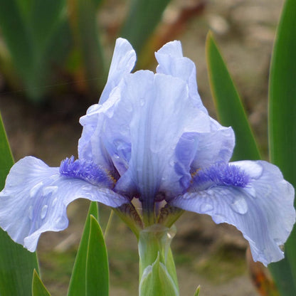 Repeat The Blues Dwarf Bearded Iris