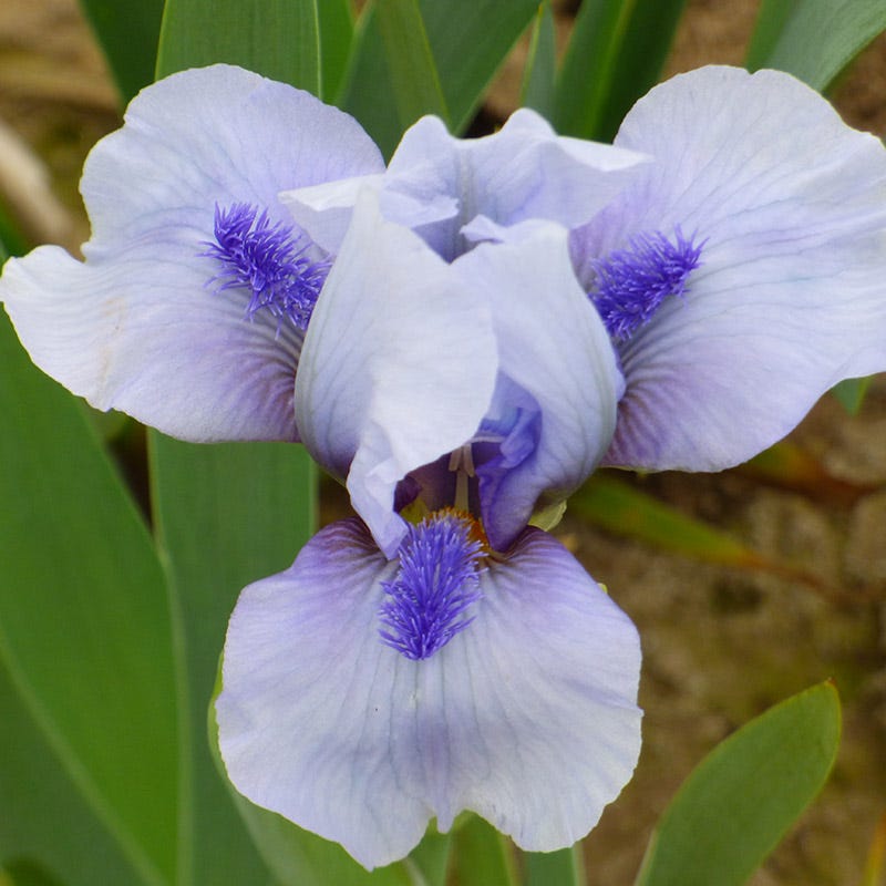 Repeat The Blues Dwarf Bearded Iris