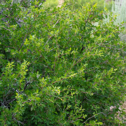 Three-Leaf Sumac (Rhus)