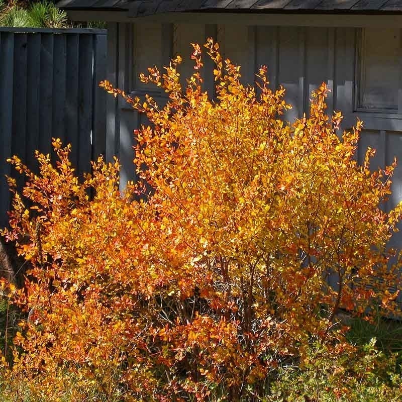 Native Pacific Northwest Songbird Pre-Planned Garden