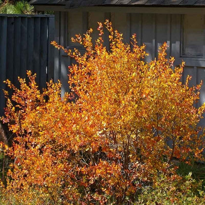 Native Pacific Northwest Songbird Pre-Planned Garden