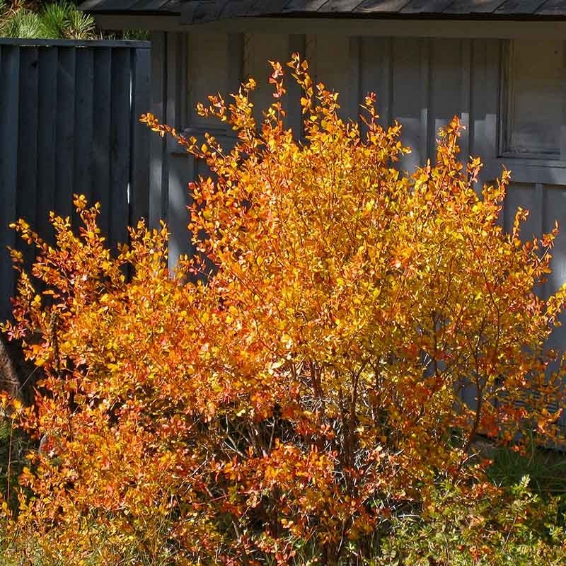 Three-Leaf Sumac (Rhus trilobata) - Thumbnail 4