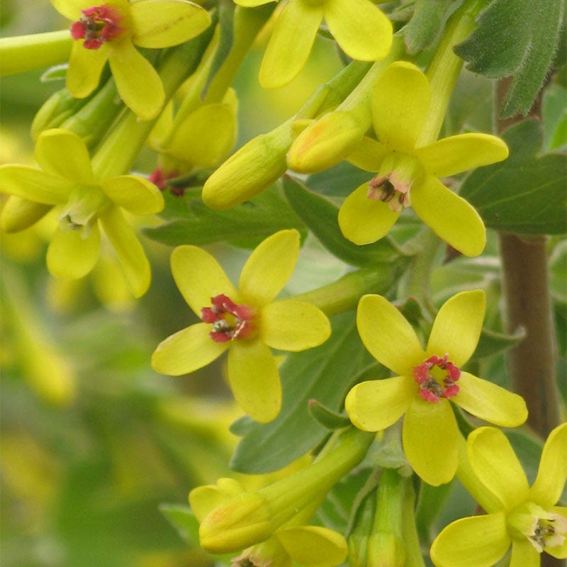 Crandall's Clove Scented Currant (Ribes)