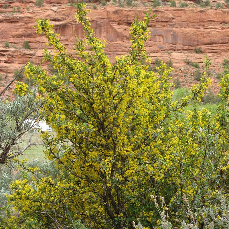 Crandall's Clove Scented Currant (Ribes)
