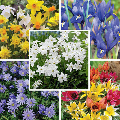 Rock Garden Bulb Collection