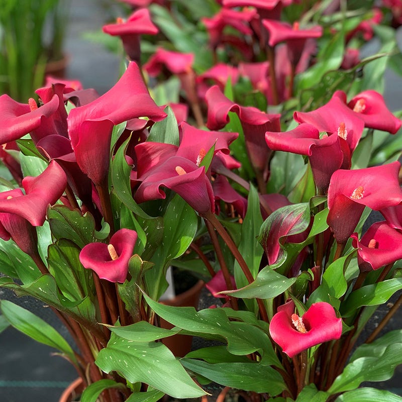 O'Keeffe-Inspired Calla Lily Mix