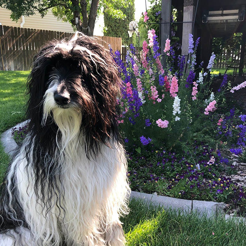 Rocket Larkspur Seeds (Delphinium)