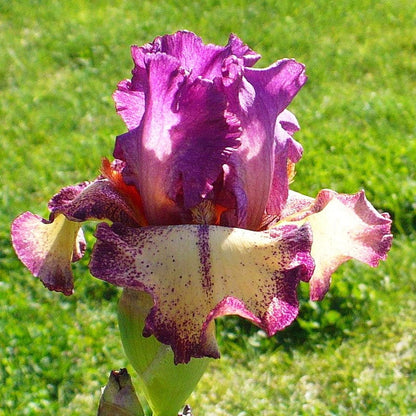 Reblooming Bearded Iris Collection