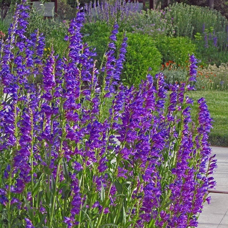 best indoor plants for colorado Colorado Perennial Collection