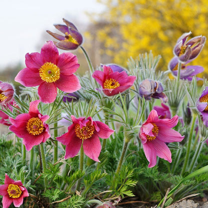 Pasque Flower Collection (Pulsatilla)