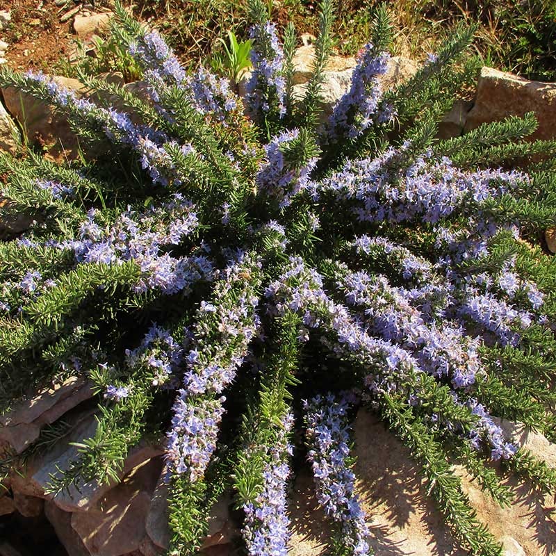 Creeping Rosemary