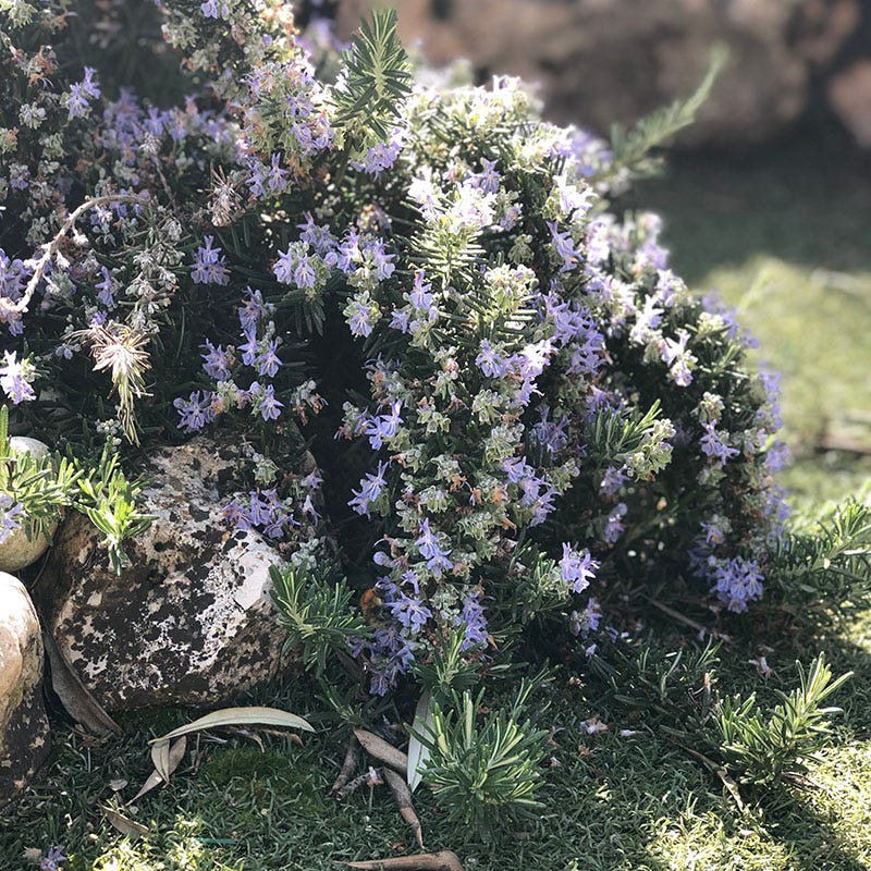 Creeping Rosemary, Rosmarinus officinalis