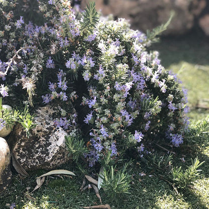 Creeping Rosemary