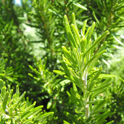 T or C Rosemary