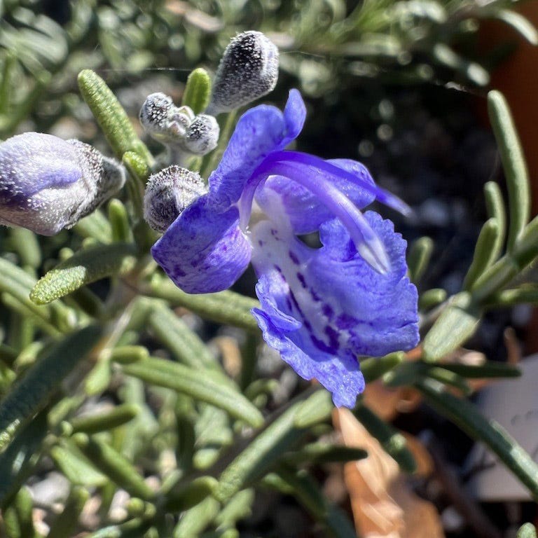 rosemary lavender plant T or C Rosemary, Rosmarinus officinalis