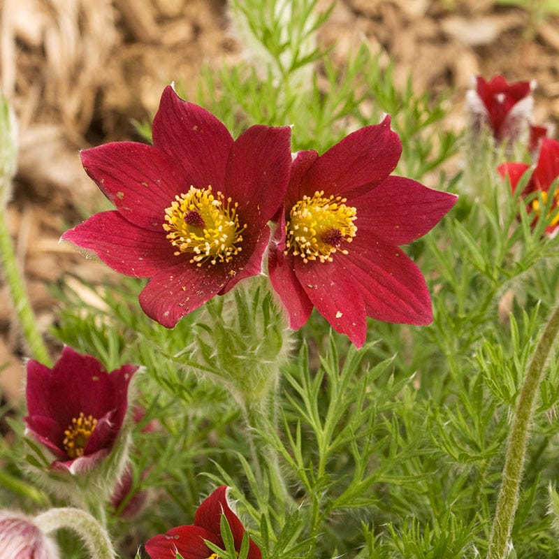 Pasque Flower Collection (Pulsatilla)