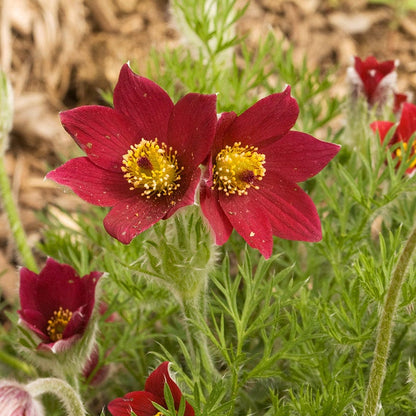 Pasque Flower Collection (Pulsatilla)