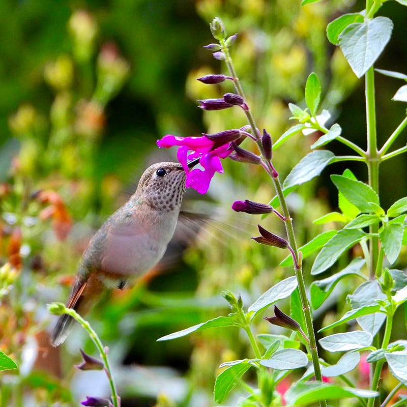 Cold Hardy Rainbow Salvia Collection