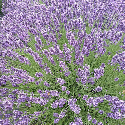 royal purple lavender plants Royal Velvet English Lavender, Lavandula angustifolia