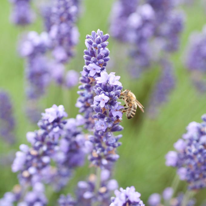 royal velvet lavender seeds Royal Velvet English Lavender, Lavandula angustifolia