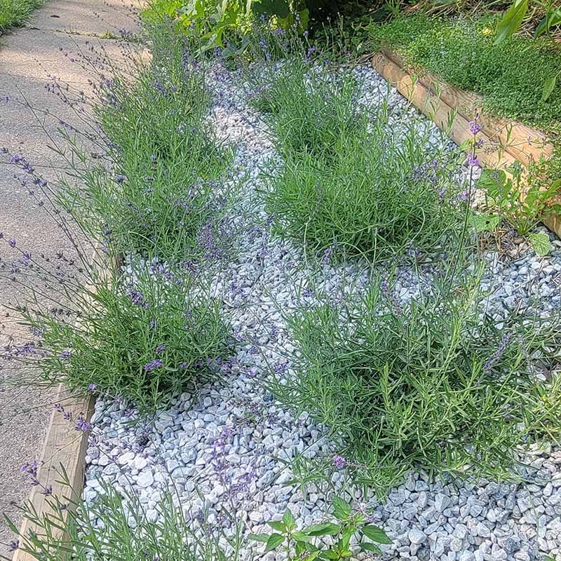 royal velvet lavender plants for sale Royal Velvet English Lavender, Lavandula angustifolia