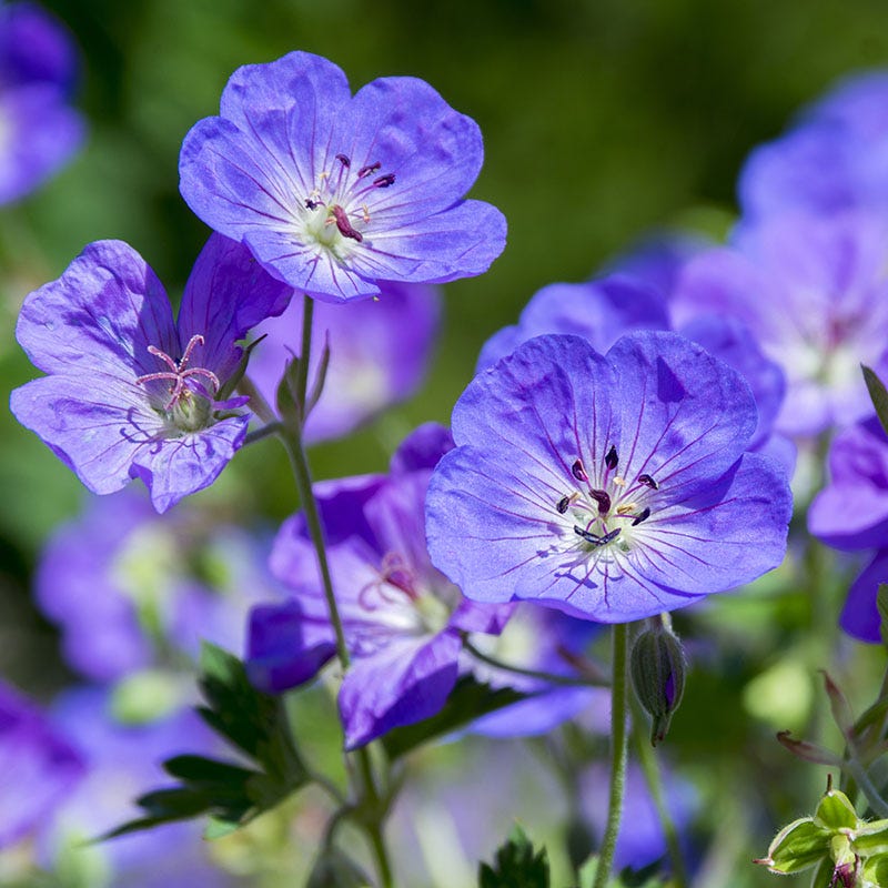 Rozanne Geranium