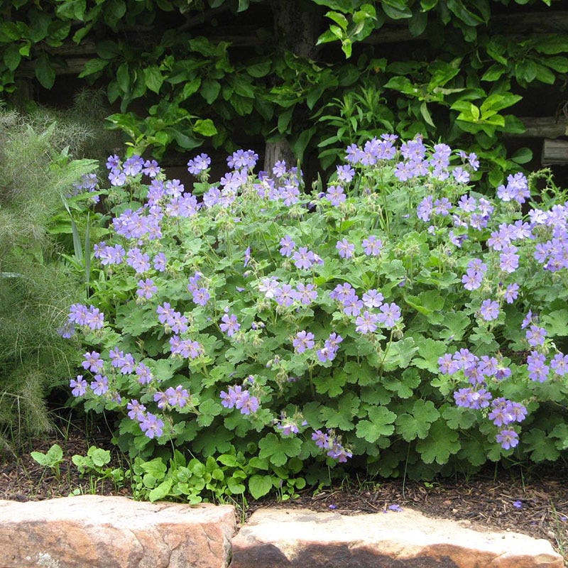 Rozanne Geranium - Thumbnail 2