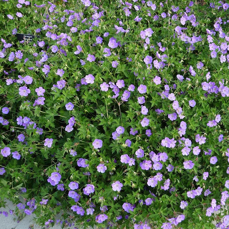 hardy geranium rozanne seeds Geranium Rozanne, Rozanne Hardy Geranium