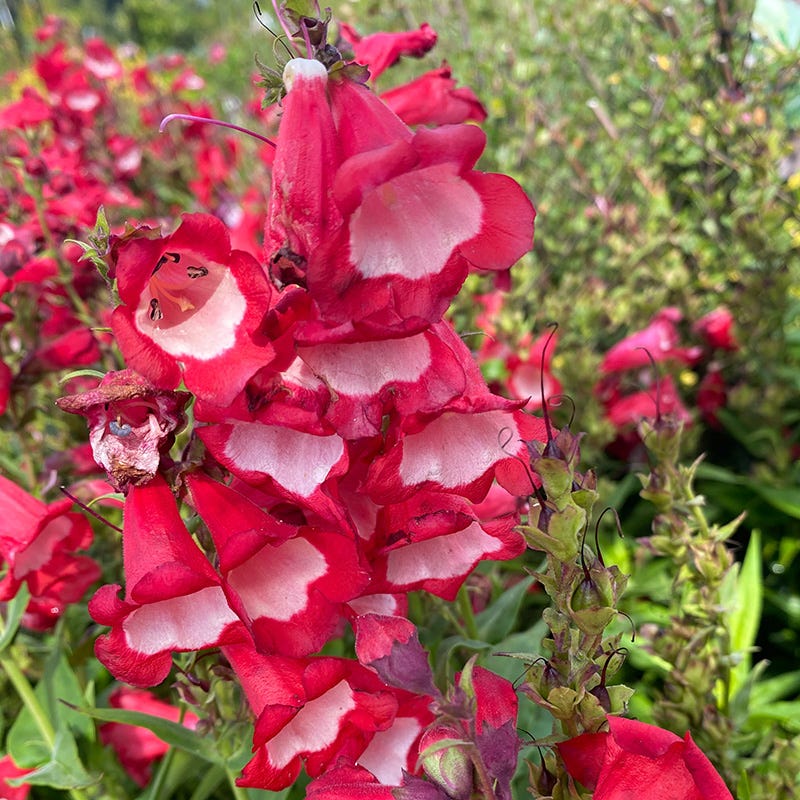 Rubycunda Penstemon