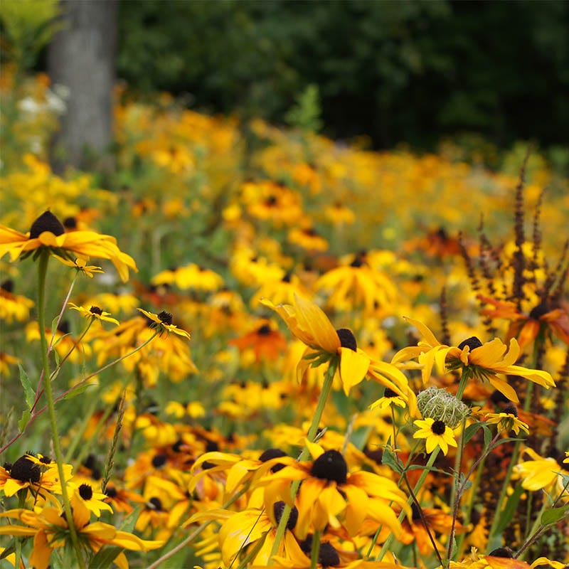 black eyed susan planting from seed Black Eyed Susan Seeds, Rudbeckia hirta