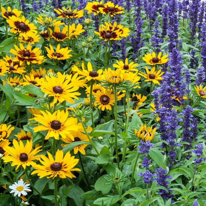 Deer Resistant Wildflower Seed Mix