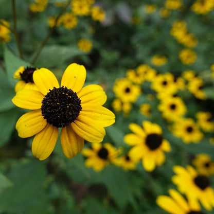 Blackjack Gold Black Eyed Susan