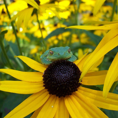 Black Eyed Susan Seeds (Rudbeckia)