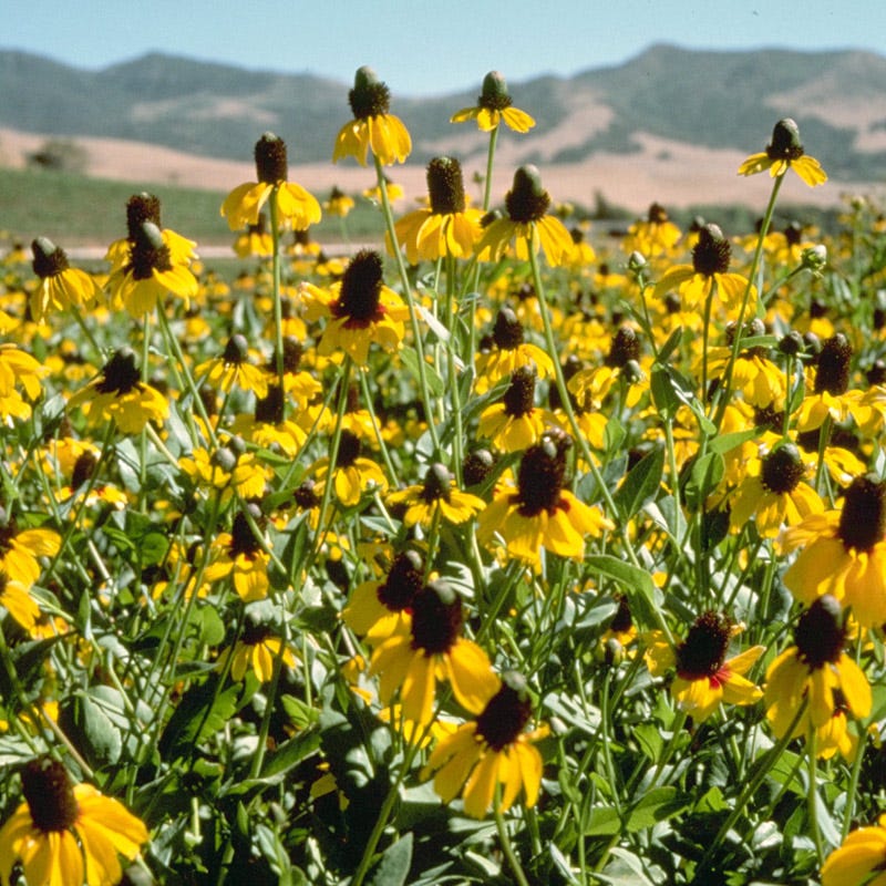 Clasping Coneflower Seeds