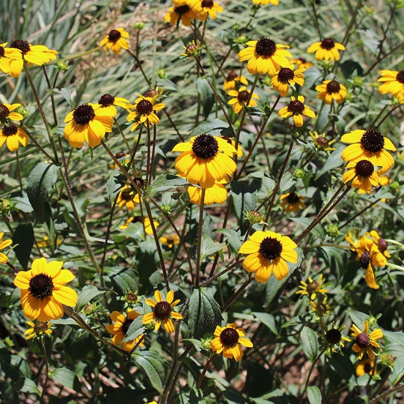Rudbeckia triloba Blackjack Gold