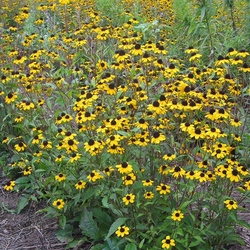 Blackjack Gold Black Eyed Susan