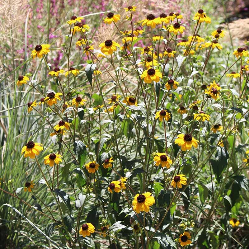 Rudbeckia triloba Blackjack Gold