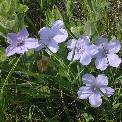 Wild Petunia Seeds