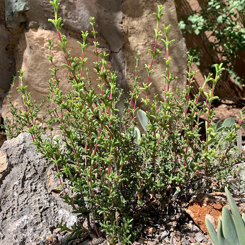 Calvinia Pink Ice Plant (Ruschia)