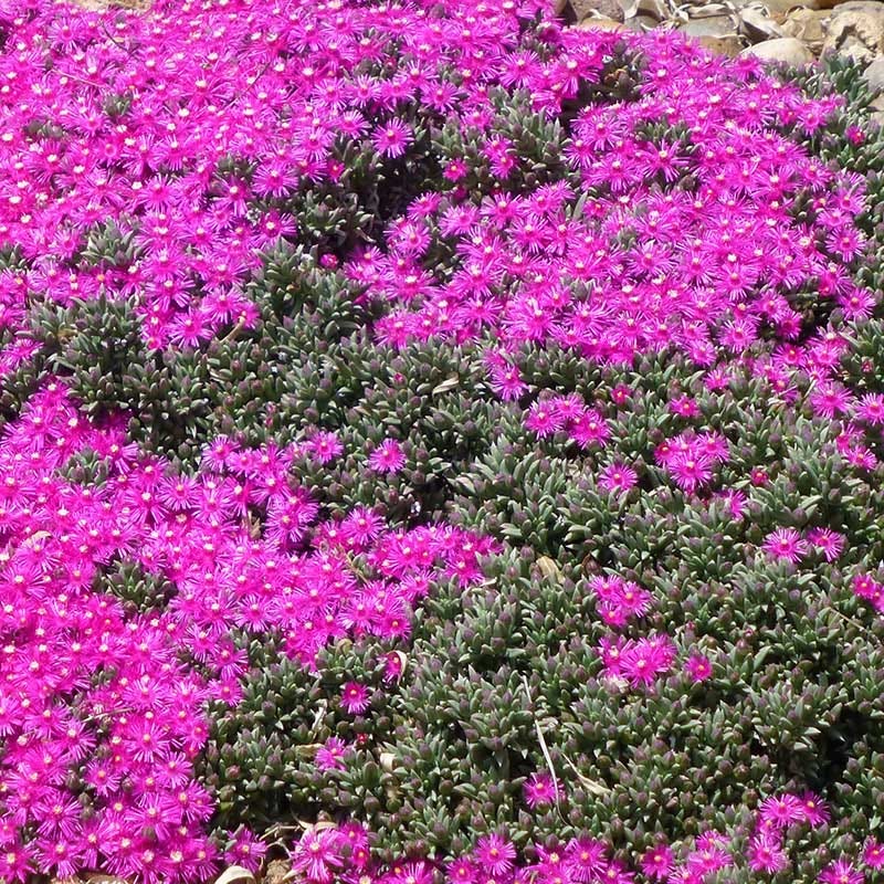 High Country Gardens Creeping Shrubby Ice Plant - Thumbnail 2