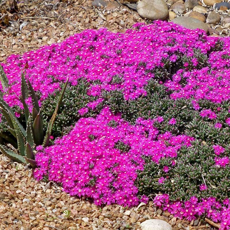 High Country Gardens Creeping Shrubby Ice Plant