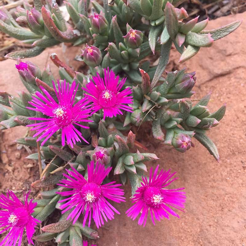 High Country Gardens Creeping Shrubby Ice Plant - Thumbnail 4