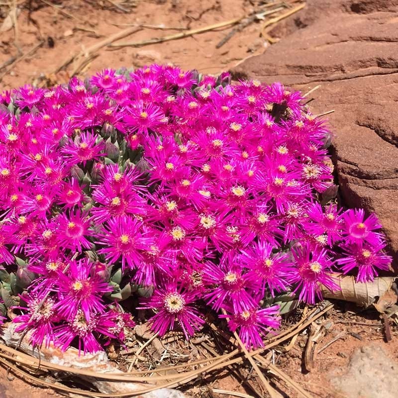 High Country Gardens Creeping Shrubby Ice Plant - Thumbnail 3