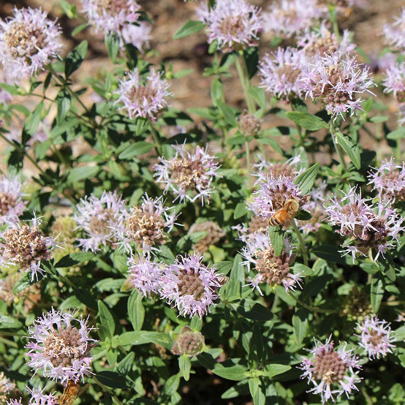 coyote grow plants and trees and the snake papago women Russian River Coyote Mint, Monardella villosa