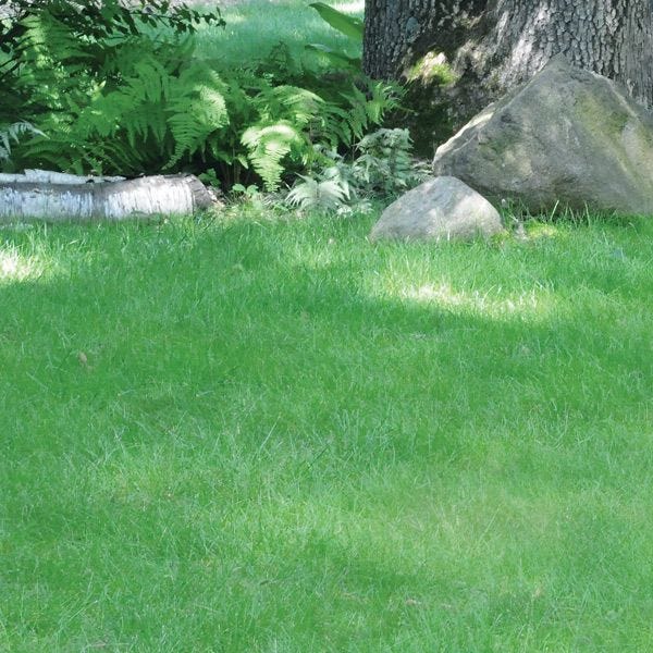 no mow grass seed lowe's No Mow Lawn Grass Seed