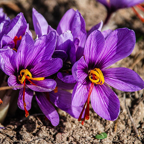 saffron plant seeds in india Saffron Crocus