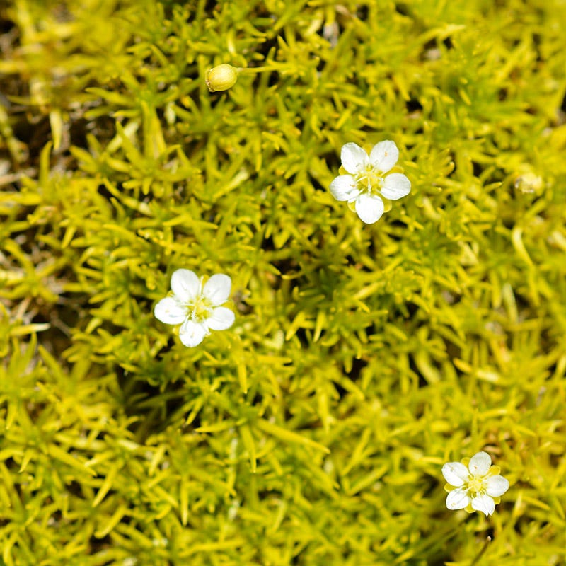 Scotch Moss (Sagina subulata 'Aurea')