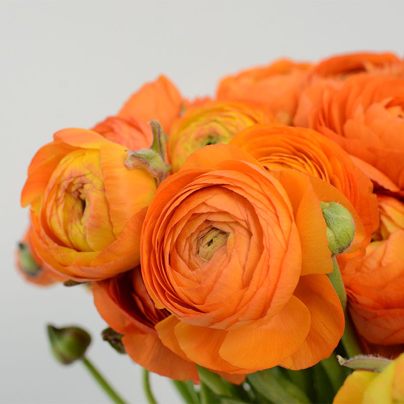 Salmon Ranunculus
