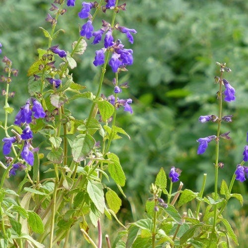 shade plants for pots in arizona Dry Shade Container Collection