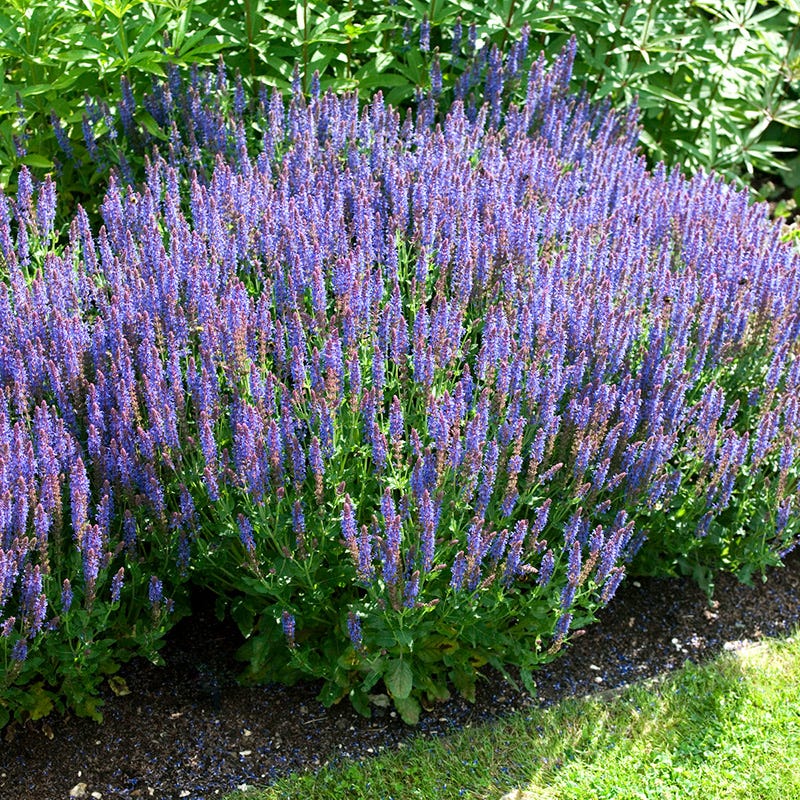 High Country Gardens Salvia sylvestris - Thumbnail 2